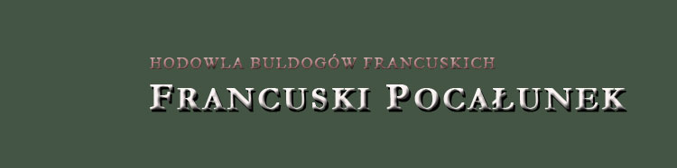 BULDOG FRANCUSKI - szczenięta, hodowla. Kraków